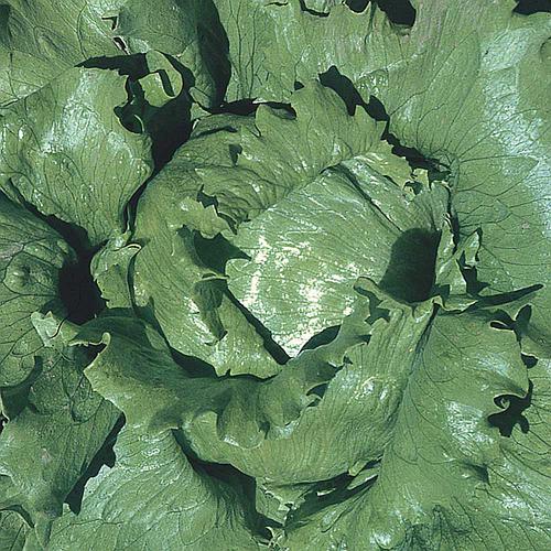 alface-grandes-lagos-americana_500_500-53221