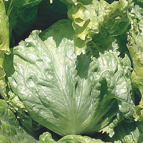 alface-hanson-crespa-repolhuda_500_500-52723