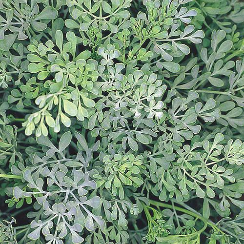 arruda-ruta-de-cheiro-forte_500_500-58230