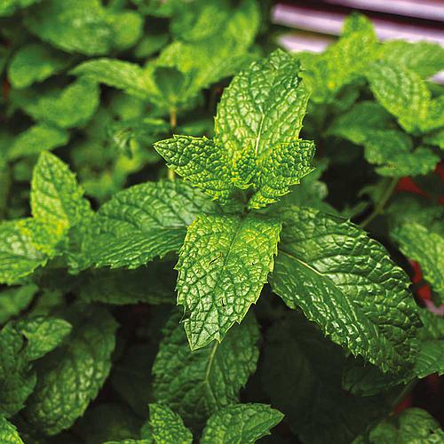 hortela-menta_500_500-58681