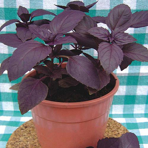 manjericao-alfavaca-basilicao-vermelho-rubi_500_500-58845