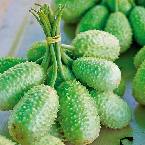 maxixe-maxixe_500_500-52941