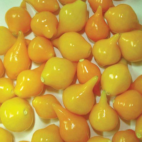 pimenta-biquinho-amarela-airetama_500_500-57676