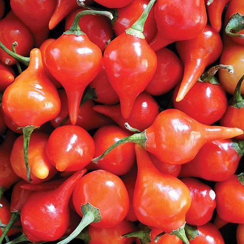 pimenta-biquinho-vermelha-iracema_500_500-57685