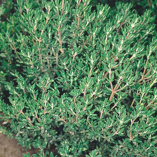 tomilho-timo-tomilho_500_500-58879