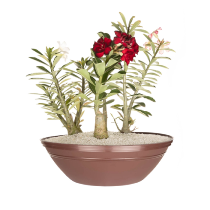 TACHO TERRARIO 12,5 LITROS - CAF